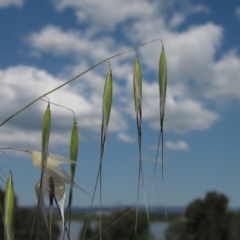 Avena barbata (Bearded Oat) at Barton, ACT - 4 Dec 2022 by pinnaCLE