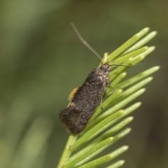 Leistomorpha brontoscopa (A concealer moth) at Flea Bog Flat, Bruce - 13 Sep 2022 by AlisonMilton