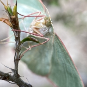 Chlorocoma dichloraria at Tennent, ACT - suppressed