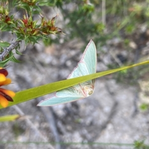 Chlorocoma dichloraria at Tennent, ACT - suppressed