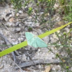 Chlorocoma dichloraria at Tennent, ACT - suppressed