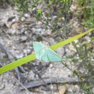 Chlorocoma dichloraria at Tennent, ACT - suppressed