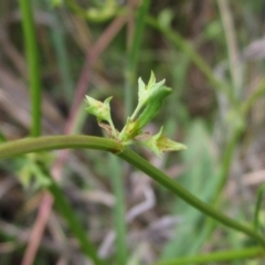 Rumex dumosus (Wiry Dock) at Barton, ACT - 4 Dec 2022 by pinnaCLE