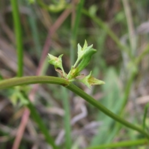 Rumex dumosus at Barton, ACT - 4 Dec 2022