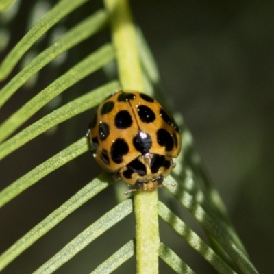 Harmonia conformis (Common Spotted Ladybird) at Bruce, ACT - 13 Sep 2022 by AlisonMilton