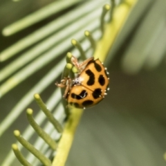 Harmonia conformis at Bruce, ACT - 13 Sep 2022