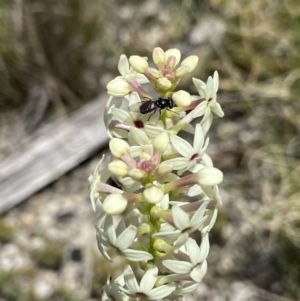 Psilota sp. (genus) at Tennent, ACT - 4 Dec 2022