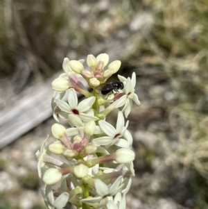 Psilota sp. (genus) at Tennent, ACT - 4 Dec 2022