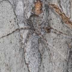 Tamopsis sp. (genus) (Two-tailed spider) at Bruce, ACT - 13 Sep 2022 by AlisonMilton