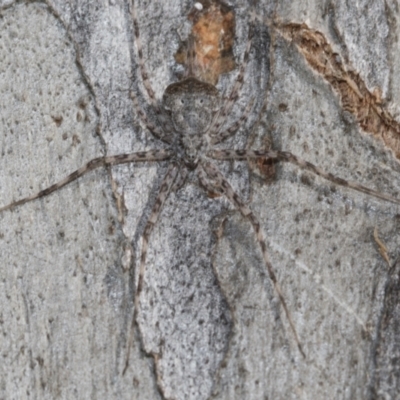 Tamopsis sp. (genus) (Two-tailed spider) at Bruce, ACT - 13 Sep 2022 by AlisonMilton