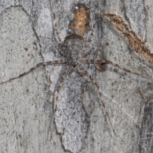 Tamopsis sp. (genus) at Bruce, ACT - 13 Sep 2022