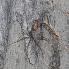 Tamopsis sp. (genus) at Bruce, ACT - 13 Sep 2022 02:23 PM