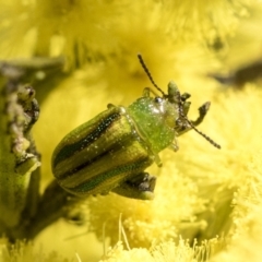 Calomela juncta (Leaf beetle) at Flea Bog Flat, Bruce - 13 Sep 2022 by AlisonMilton