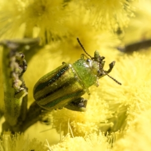 Calomela juncta at Bruce, ACT - 13 Sep 2022 01:26 PM