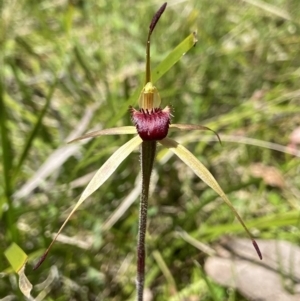 Caladenia montana at Tharwa, ACT - suppressed