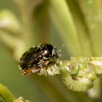 Ditropidus sp. (genus) (Leaf beetle) at Flea Bog Flat, Bruce - 13 Sep 2022 by AlisonMilton