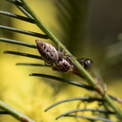 Opisthoncus grassator (Jumping spider) at Flea Bog Flat, Bruce - 13 Sep 2022 by AlisonMilton