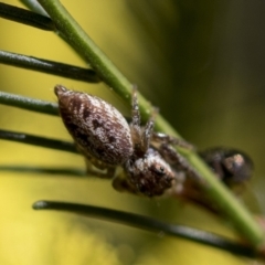 Opisthoncus grassator at Bruce, ACT - 13 Sep 2022 01:25 PM