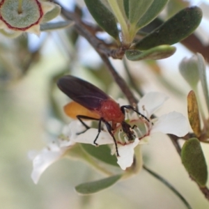 Bibio imitator at Murrumbateman, NSW - 4 Dec 2022 10:17 AM