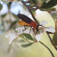 Bibio imitator at Murrumbateman, NSW - 4 Dec 2022 10:17 AM