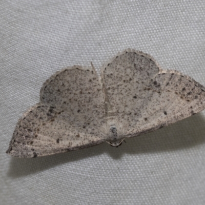 Taxeotis intextata (Looper Moth, Grey Taxeotis) at Higgins, ACT - 27 Nov 2022 by AlisonMilton