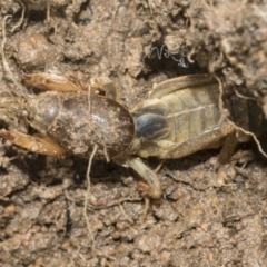 Gryllotalpa australis (Mole cricket) at Higgins, ACT - 1 Dec 2022 by AlisonMilton