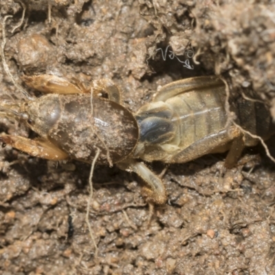 Gryllotalpa australis (Mole cricket) at Higgins, ACT - 1 Dec 2022 by AlisonMilton