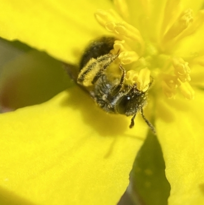Lasioglossum sp. (genus) (Furrow Bee) at Tennent, ACT - 4 Dec 2022 by AJB