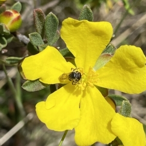 Lasioglossum sp. (genus) at Tennent, ACT - 4 Dec 2022