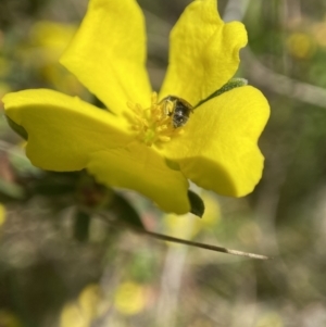 Lasioglossum sp. (genus) at Tennent, ACT - 4 Dec 2022