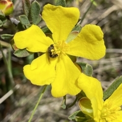 Lasioglossum sp. (genus) at Tennent, ACT - 4 Dec 2022