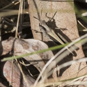 Cryptobothrus chrysophorus at Bruce, ACT - 13 Sep 2022 01:30 PM