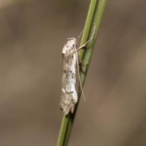 Philobota stella at Bruce, ACT - 13 Sep 2022