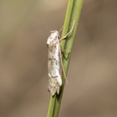 Philobota stella at Bruce, ACT - 13 Sep 2022 02:00 PM