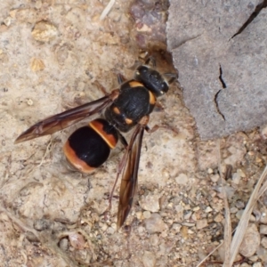 Paralastor sp. (genus) at Murrumbateman, NSW - 1 Dec 2022 04:10 PM