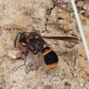 Paralastor sp. (genus) at Murrumbateman, NSW - 1 Dec 2022 04:10 PM