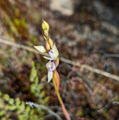 Thelymitra (Genus) (Sun Orchid) at Tennent, ACT - 4 Dec 2022 by Rebeccajgee