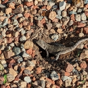 Amphibolurus muricatus at Wright, ACT - 3 Dec 2022