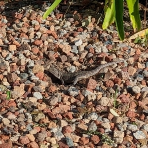 Amphibolurus muricatus at Wright, ACT - 3 Dec 2022