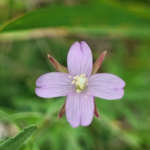 Epilobium billardiereanum at Belconnen, ACT - 4 Dec 2022 01:42 PM