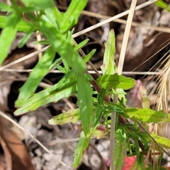 Epilobium billardiereanum at Belconnen, ACT - 4 Dec 2022 01:42 PM