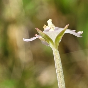 Epilobium billardiereanum at Belconnen, ACT - 4 Dec 2022