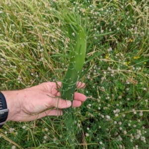 Chondrilla juncea at Wright, ACT - 5 Nov 2022