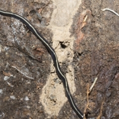 Caenoplana coerulea (Blue Planarian, Blue Garden Flatworm) at Bruce Ridge to Gossan Hill - 13 Sep 2022 by AlisonMilton