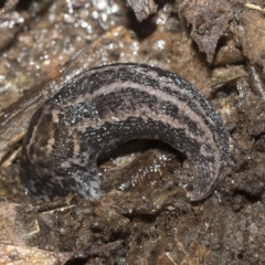 Limax maximus (Leopard Slug, Great Grey Slug) at Bruce, ACT - 13 Sep 2022 by AlisonMilton