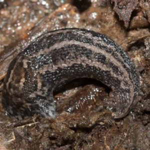 Limax maximus at Bruce, ACT - 13 Sep 2022 02:04 PM