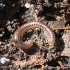 Diplopoda (class) (Unidentified millipede) at Bruce Ridge to Gossan Hill - 13 Sep 2022 by AlisonMilton