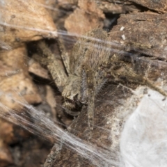 Sparassidae (family) (A Huntsman Spider) at Gossan Hill - 13 Sep 2022 by AlisonMilton