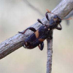 Eleale pulchra at Murrumbateman, NSW - 30 Nov 2022