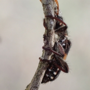 Eleale pulchra at Murrumbateman, NSW - 30 Nov 2022